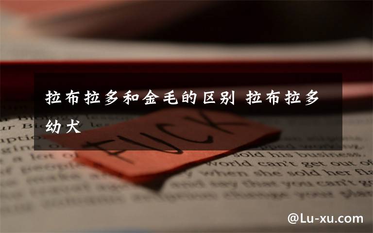 拉布拉多和金毛的区别 拉布拉多幼犬