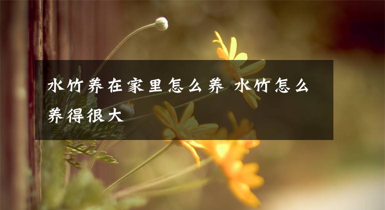 水竹养在家里怎么养 水竹怎么养得很大