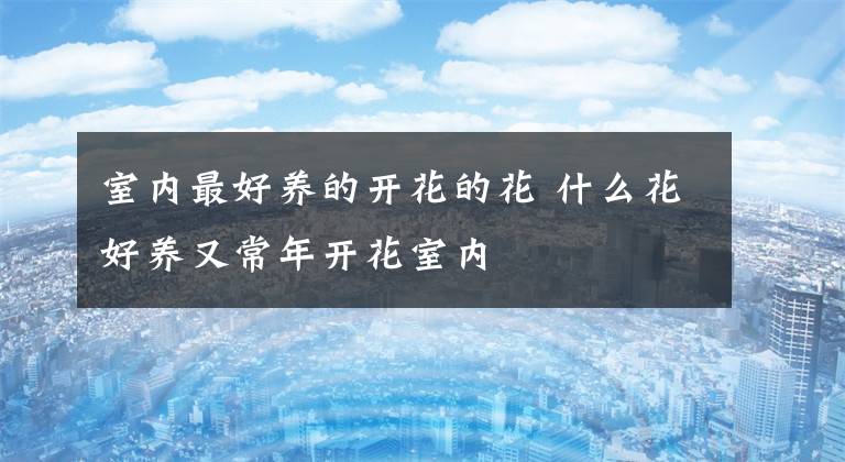 室内最好养的开花的花 什么花好养又常年开花室内