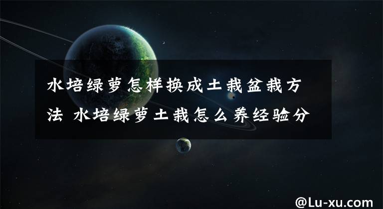 水培绿萝怎样换成土栽盆栽方法 水培绿萝土栽怎么养经验分享科普