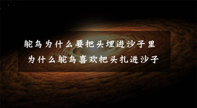 鸵鸟为什么要把头埋进沙子里 为什么鸵鸟喜欢把头扎进沙子