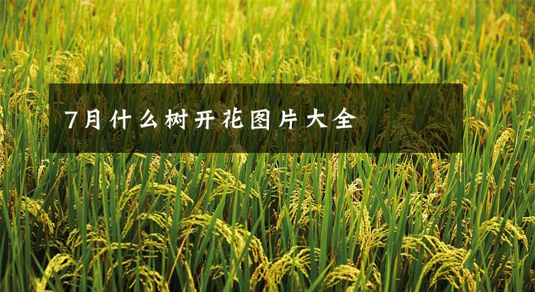 7月什么树开花图片大全