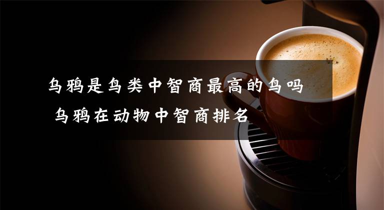 乌鸦是鸟类中智商最高的鸟吗 乌鸦在动物中智商排名