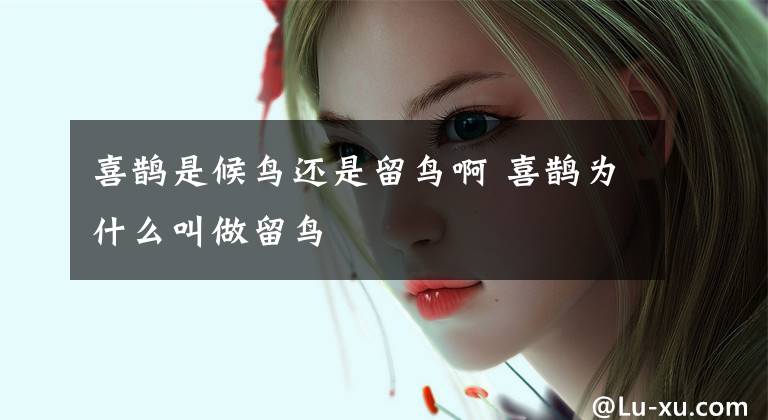喜鹊是候鸟还是留鸟啊 喜鹊为什么叫做留鸟