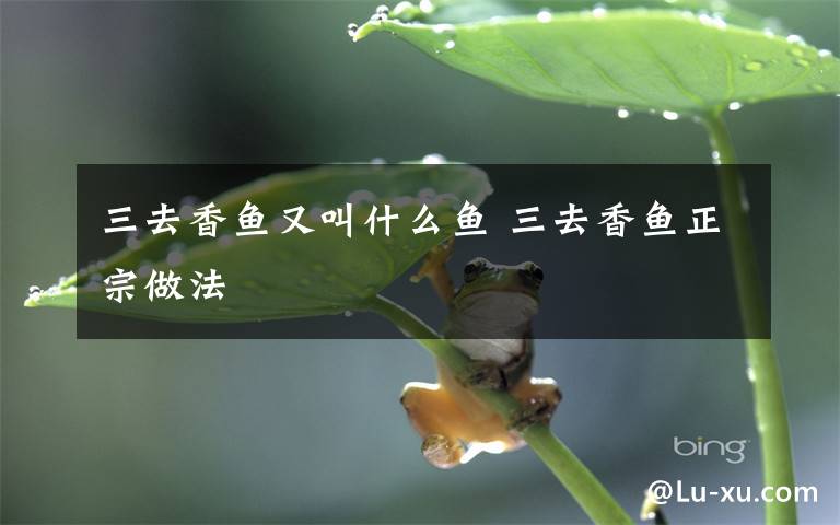 三去香鱼又叫什么鱼 三去香鱼正宗做法