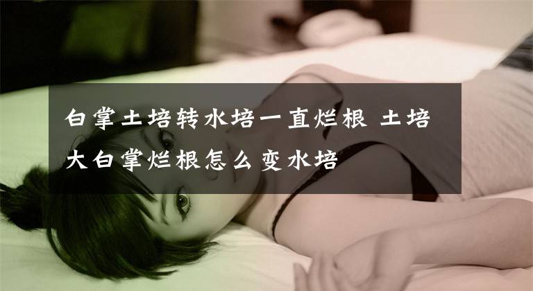 白掌土培转水培一直烂根 土培大白掌烂根怎么变水培