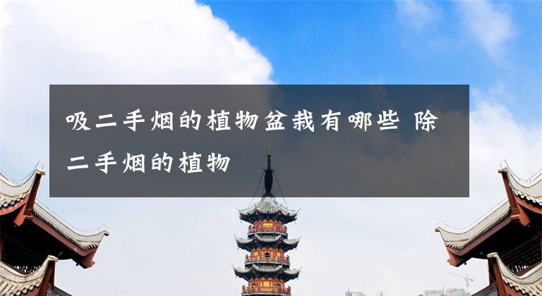 吸二手烟的植物盆栽有哪些 除二手烟的植物