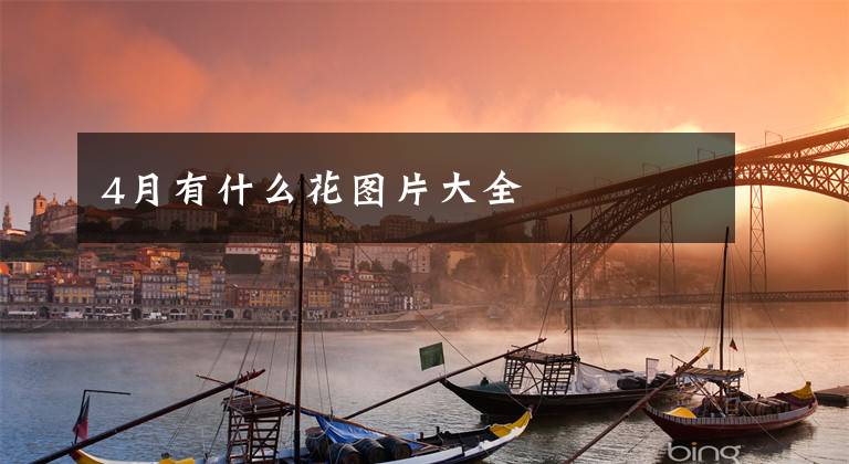 4月有什么花图片大全