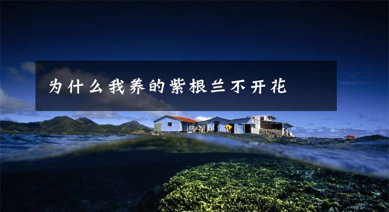 为什么我养的紫根兰不开花