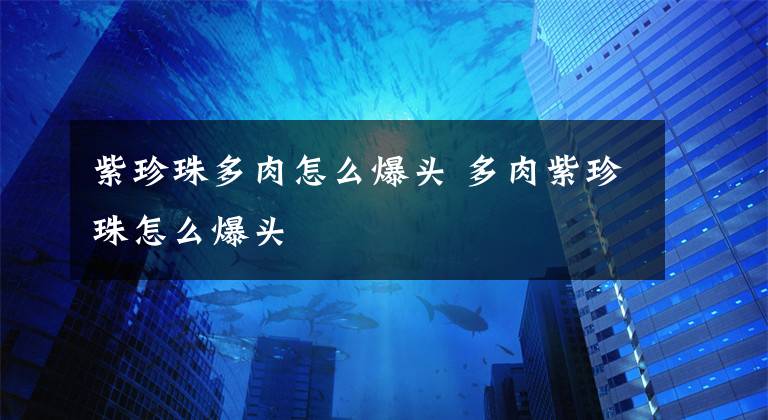 紫珍珠多肉怎么爆头 多肉紫珍珠怎么爆头