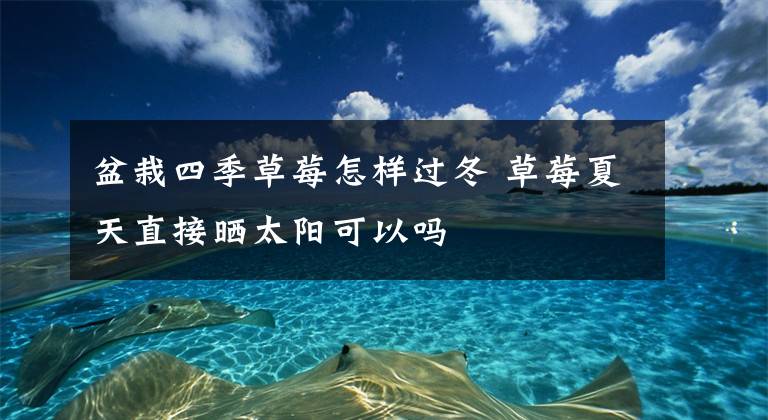 盆栽四季草莓怎样过冬 草莓夏天直接晒太阳可以吗