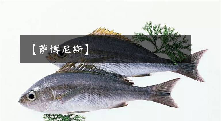 【萨博尼斯】