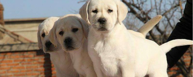 拉布拉多幼犬怎么训练 拉布拉多幼犬怎么训练护主