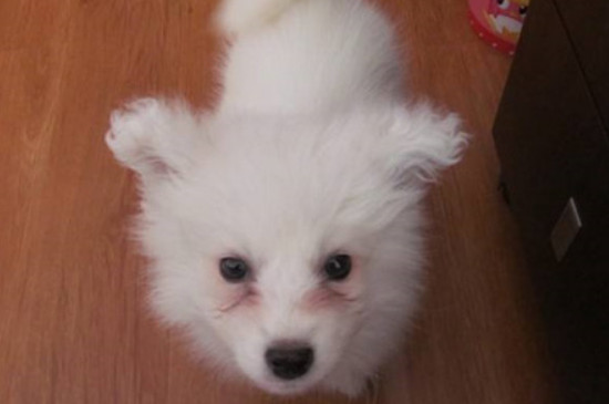 幼犬有泪痕正常吗 幼犬有泪痕怎么办