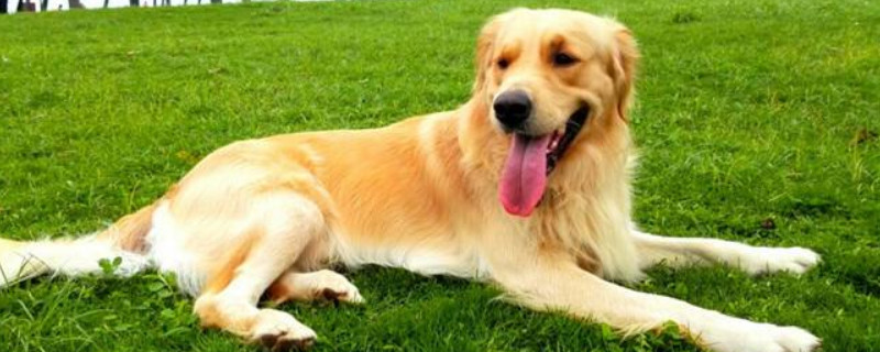 金毛怎么养?金毛犬的饲养方法 金毛犬怎么养才能养好