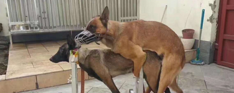 狗狗意外被骑有办法吗 狗狗被绳子勒住危险