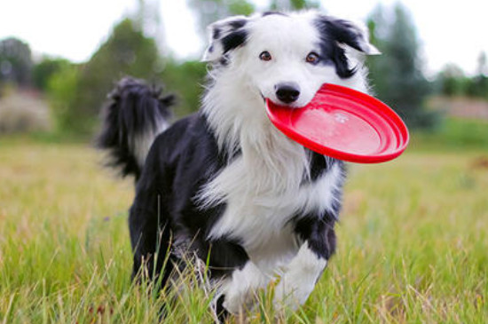 边境牧羊犬怎么训练飞盘 边境牧羊犬怎么养训练咬飞盘