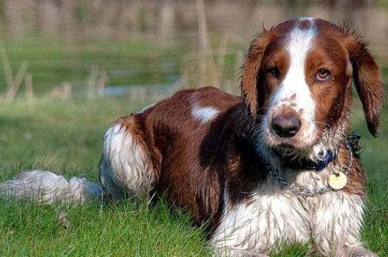 史宾格犬怎么训练，训练史宾格犬的三种方法 史宾格犬5个月怎么训练