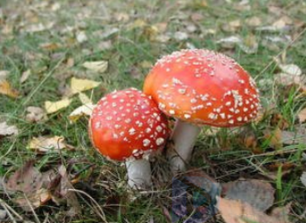 野生蘑菇中毒高发季 谨防“毒从口入”