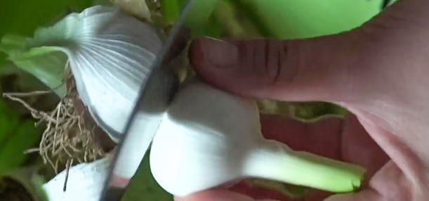 正宗糖蒜的腌制方法 糖蒜老饭骨腌制方法