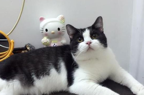 奶牛猫的性格特点 奶牛猫的性格特点是什么