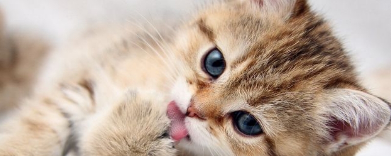 猫吃什么蔬菜 猫吃什么蔬菜合适