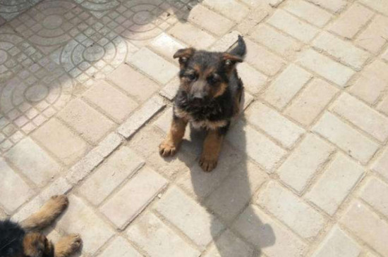 德牧幼犬的训练方法 德牧幼犬该怎么训练