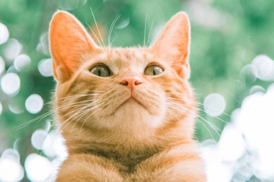 猫吃什么蔬菜 猫吃什么蔬菜合适