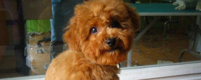 犬细小病毒的治疗方法 犬细小病毒如何治疗