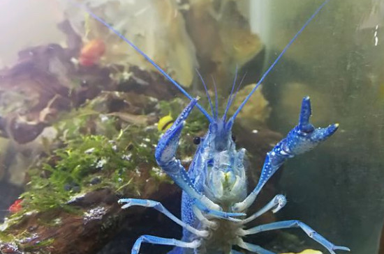 鳌虾怎么养，鳌虾的养护方法和技巧 鳌虾怎么养