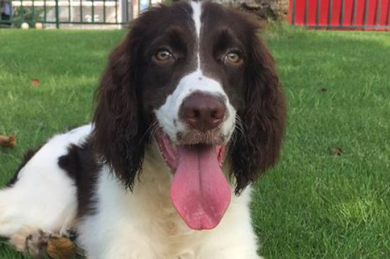 史宾格犬训练方法 史宾格犬训练方式