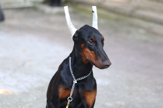 杜宾犬怎么训练，教杜宾犬的方法和技巧 杜宾犬怎么练肌肉
