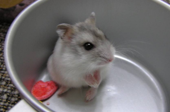 宠物仓鼠食谱自制方法，给小仓鼠的营养食谱 养仓鼠的食物做法