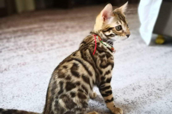 豹猫不吃猫粮怎么办，豹猫挑食的解决方法 孟加拉豹猫公猫调皮吗