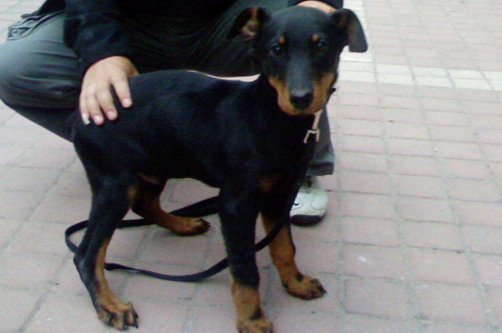 杜宾犬训练方法，训练杜宾的四个方法 杜宾犬要怎样训练最好