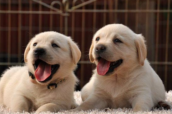 如何训练拉布拉多幼犬 如何训练拉布拉多幼犬握手