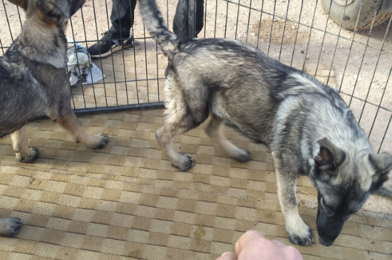 狼青犬训练方法 狼青犬的训练方法