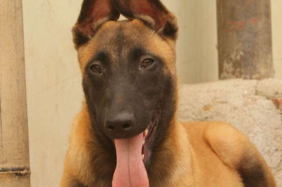 马犬怎么训练坐立，确立口令再用零食诱惑其训练 怎样训马犬的视频和教程