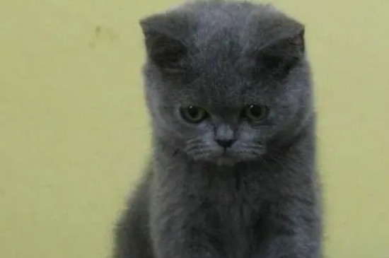 怎么看猫的性别 猫的颜色和性别