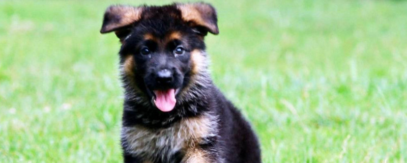 德牧幼犬的训练方法 德牧幼犬该怎么训练