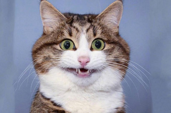 猫不在猫砂盆里尿是什么原因 猫不在猫砂盆里尿怎么回事