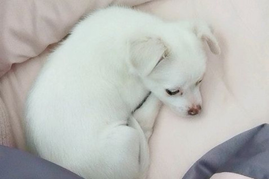 犬细小病毒症状和治疗，治疗细小最快的方法 犬细小病毒症状和治疗