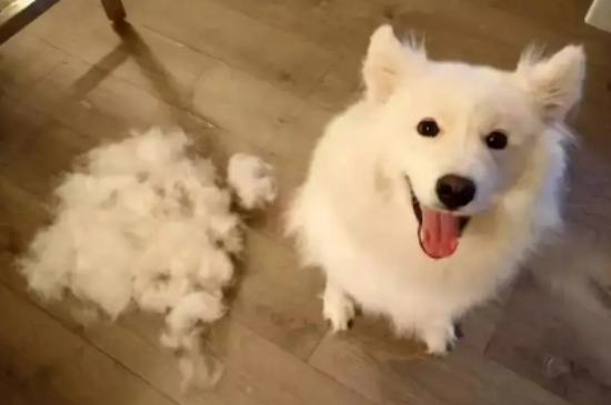 狗狗脱毛怎么办怎么处理 狗狗脱毛房间怎么处理