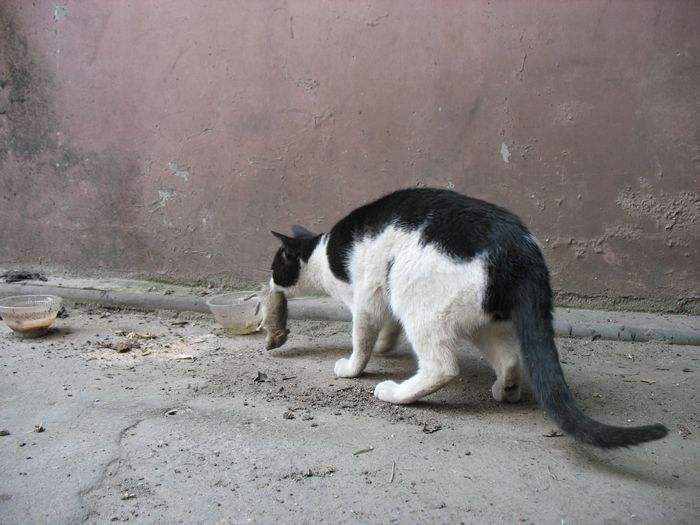 猫吃老鼠不怕细菌吗(猫吃老鼠为什么不会生病) 猫为什么吃老鼠不怕细菌