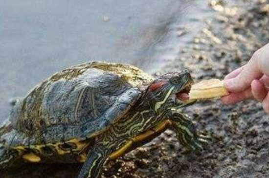 乌龟可以吃水果吗 乌龟可不可以吃水果