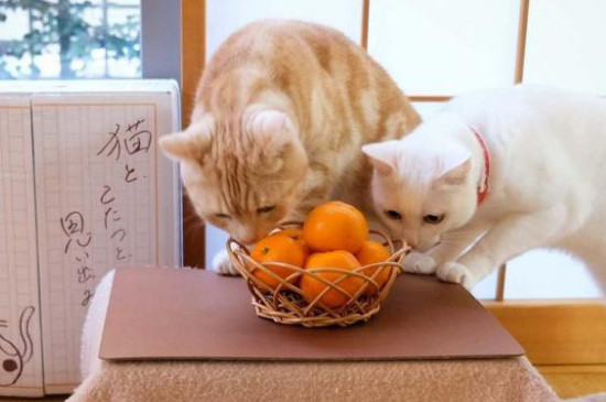 猫咪可以吃火龙果吗 猫可以吃火龙果吗