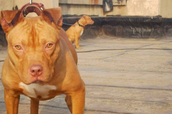 比特犬的训练方法，要从小开始并适当用零食诱导 比特犬食物丰盛
