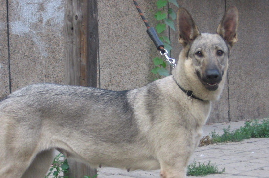 狼青犬训练方法 狼青犬的训练方法