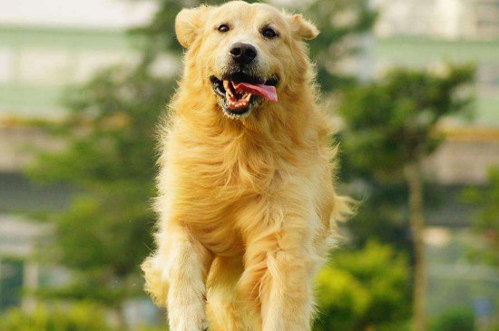 金毛怎么养?金毛犬的饲养方法 金毛犬怎么养才能养好