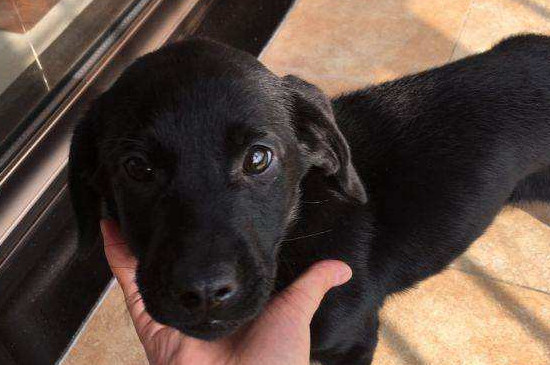 拉布拉多幼犬怎么训练 拉布拉多幼犬怎么训练护主